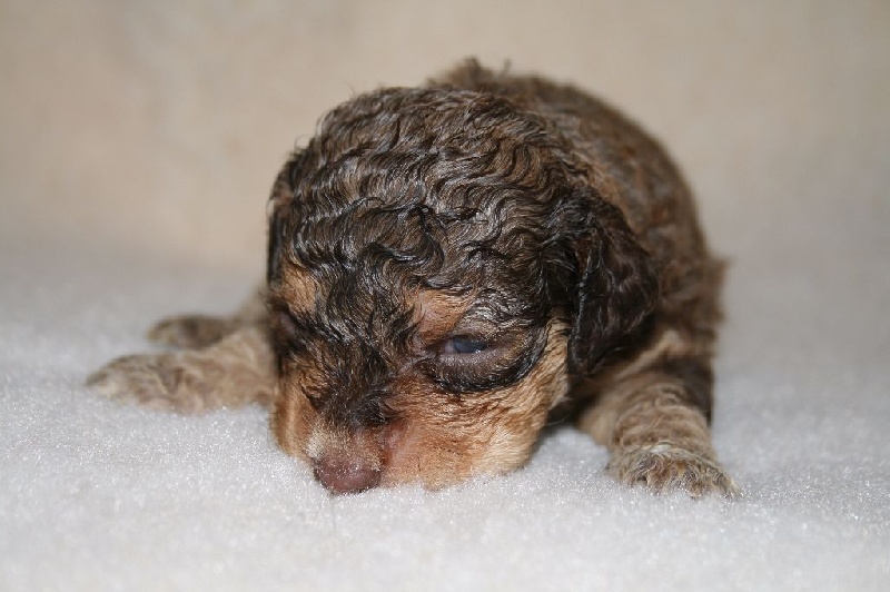 de l'Empyrée - Lagotto Romagnolo - Portée née le 10/07/2016